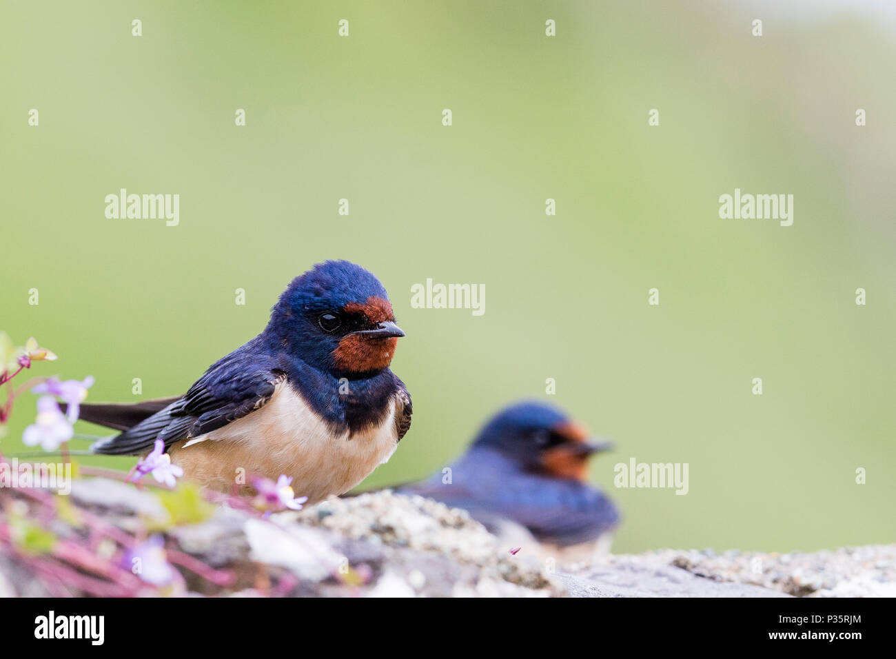 Schlucken bei Martins Haven, Pembrokeshire, Wales, Großbritannien Stockfoto