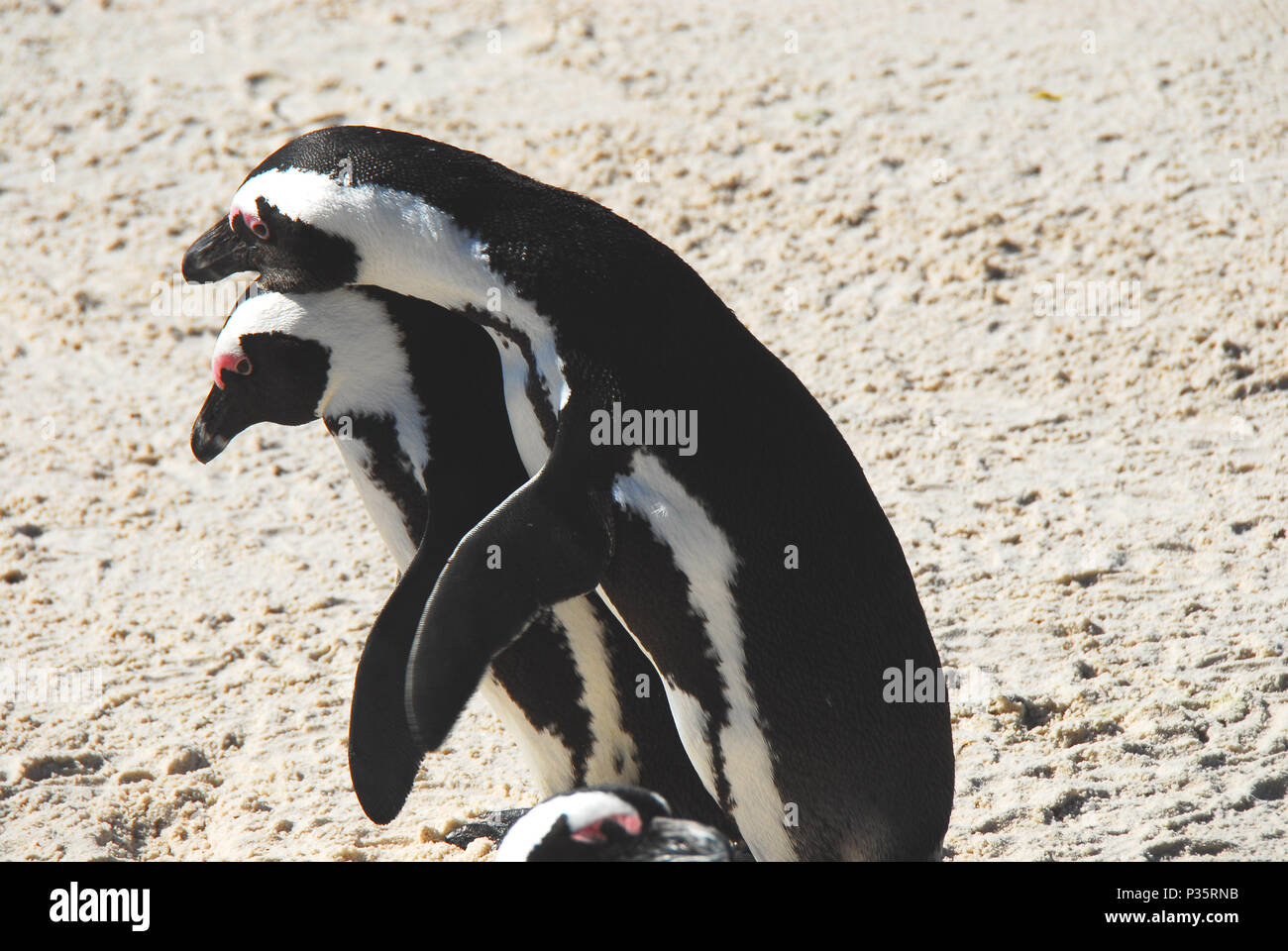 Es ist nur natürlich. Süße Pinguine sind der Paarung, während ein anderer Weg sieht. In der Nähe von Kapstadt, Südafrika fotografiert. Stockfoto