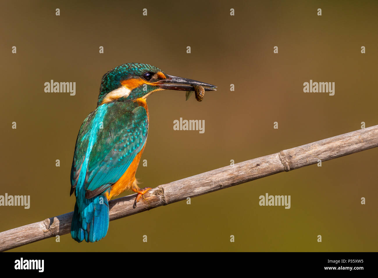 Männliche Eisvögel thront mit einer Verriegelung Stockfoto