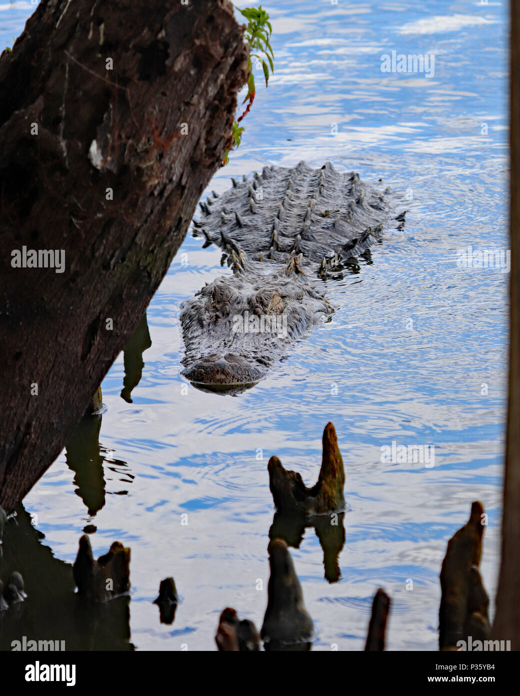 Alligator schwimmen auf das Ufer am See Hancock in zentralem Florida Stockfoto