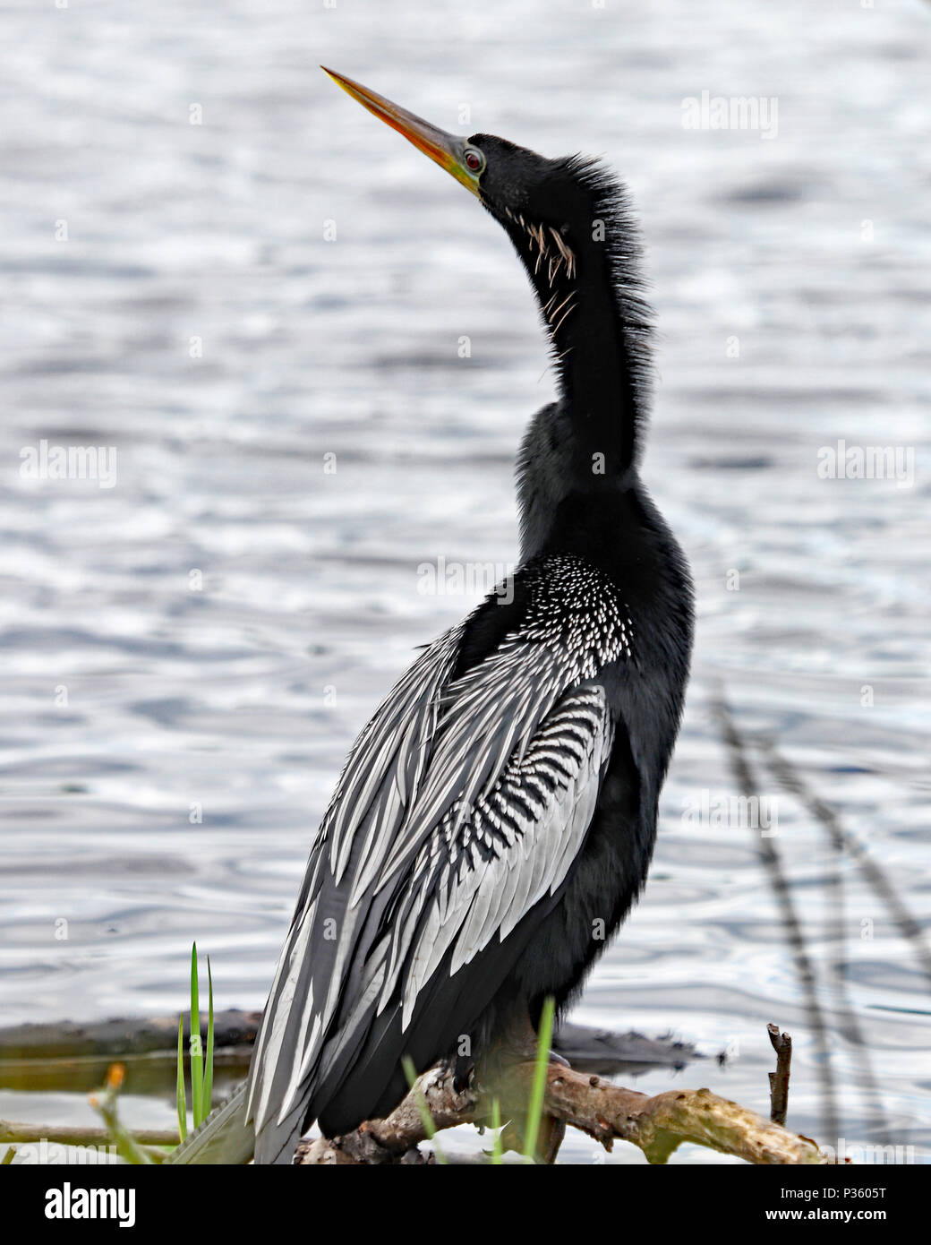Erwachsene Mannliche Anhinga American Darter Wird Ein Heller Blauer Ring Um Die Augen Wahrend Der Paarungszeit Stockfotografie Alamy Erwachsene Mannliche Anhinga American Darter Wird Ein Heller Blauer Ring Um Die Augen Wahrend Der Paarungszeit Stockfotografie Alamy