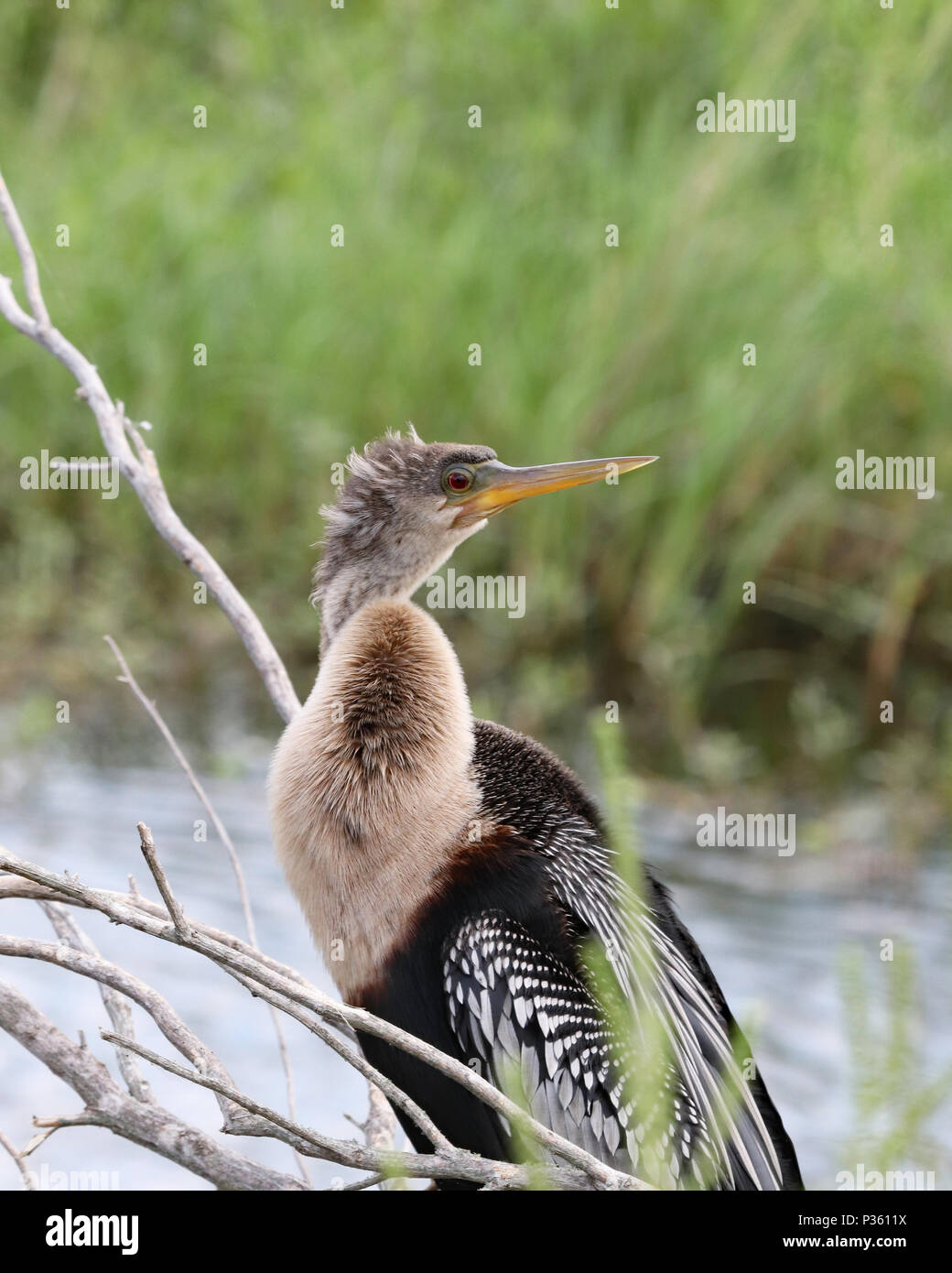 Anhinga oder American darter Blick zurück über die Schulter Stockfoto