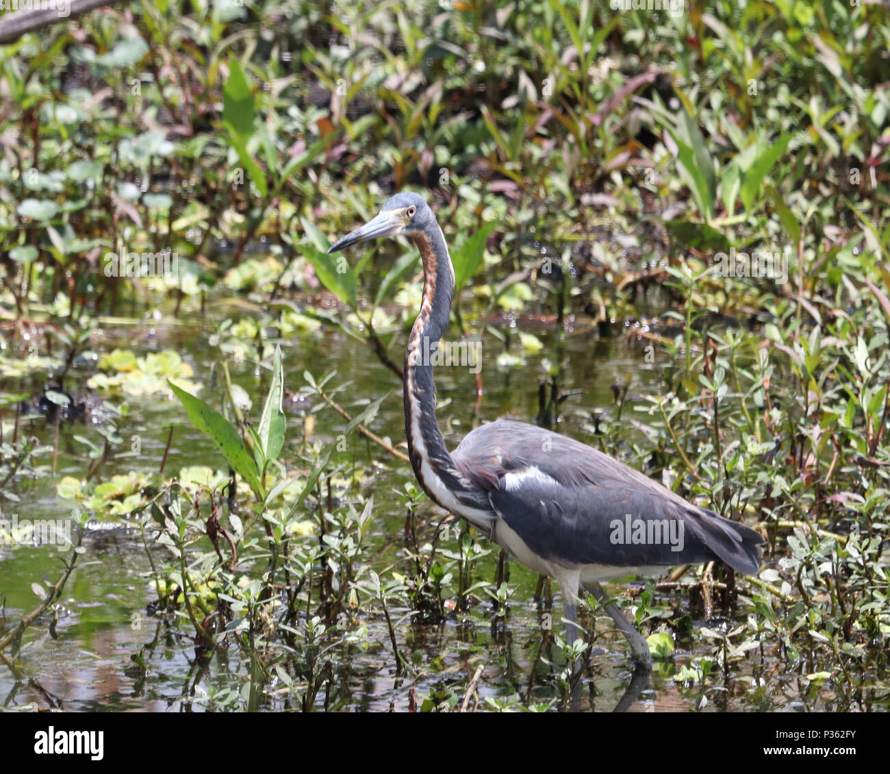 Dreifarbige Heron (Egretta tricolor) in Florida Sümpfe Stockfoto