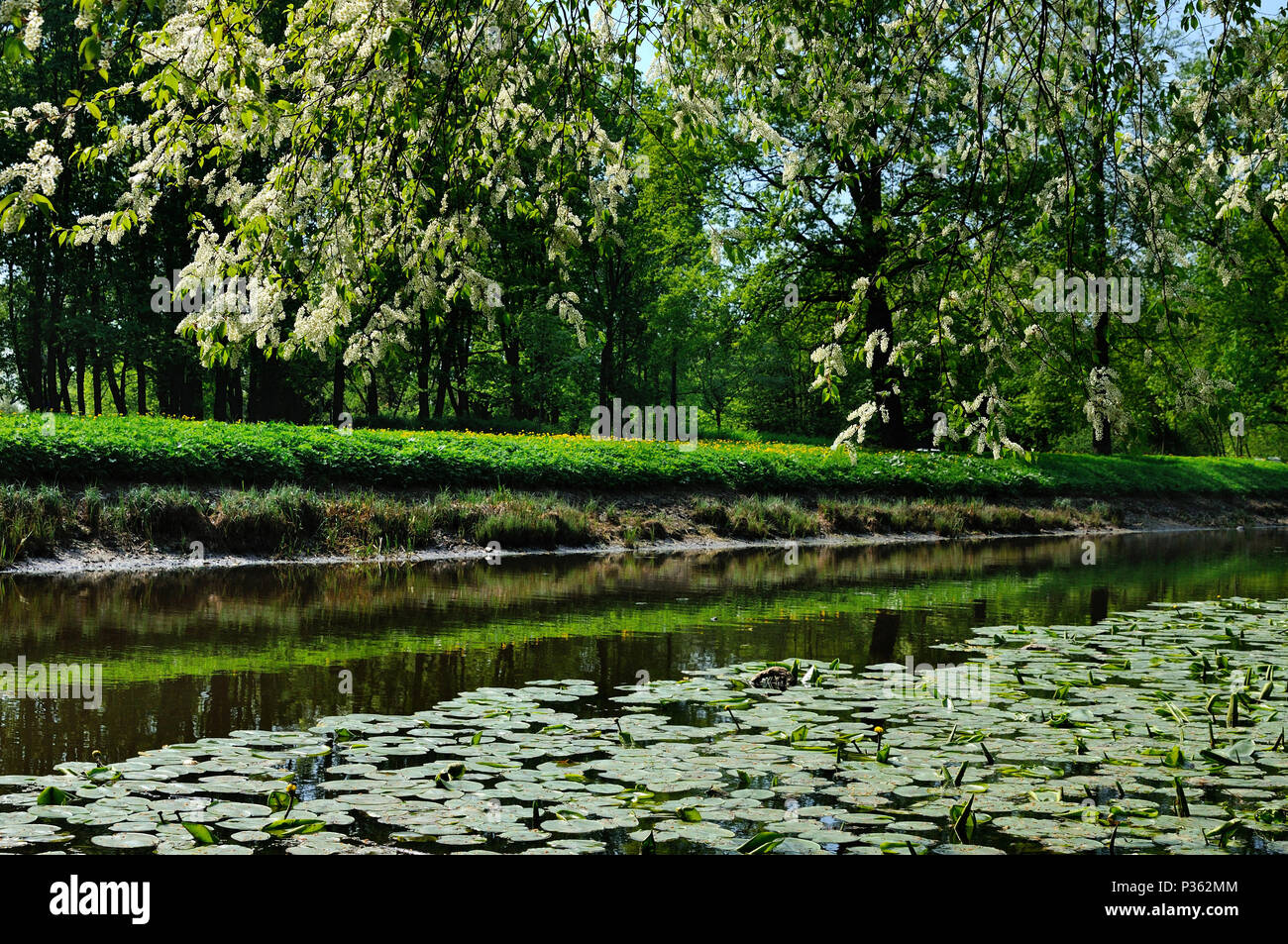 Blühende bird cherry tree wächst auf einer Bank von einem winzigen Chykhonka Fluss durch gelbe Seerosen bedeckt, Krestovsky Insel, Sankt-Petersburg, Russland Stockfoto