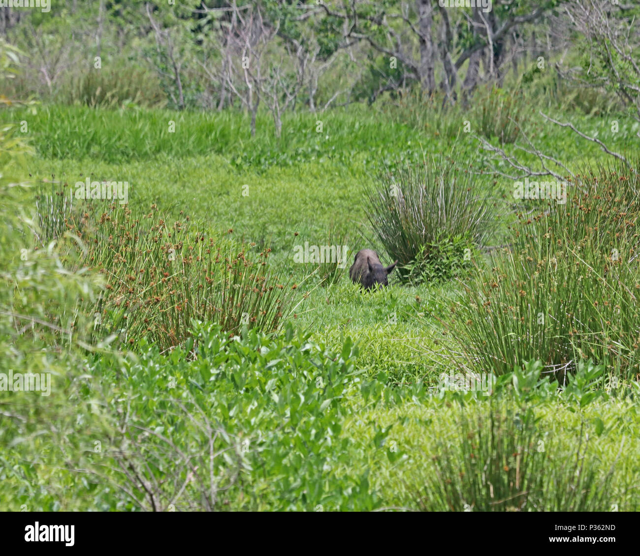 Wildschwein (Sus scrofa) in Florida Marsh Stockfoto
