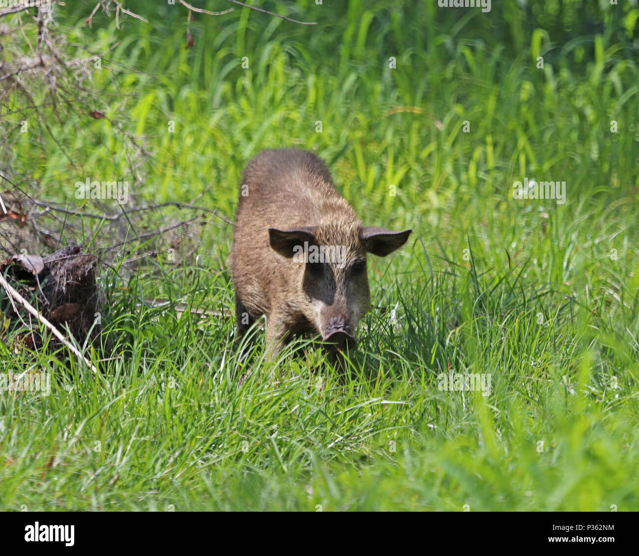 Es sind keine freien, reinen Eurasische Wildschwein in Florida, nur wilde heimischen Schweine und Hybriden, die im Laufe der Zeit ziemlich lästig geworden sind. Stockfoto
