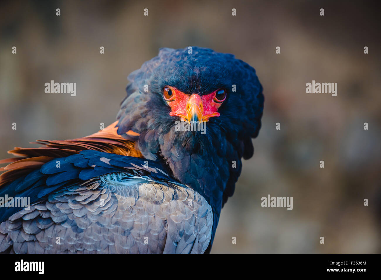 Sie Adler, Kopf und Schultern Profil. Aus der Nähe zu sehen. Eine