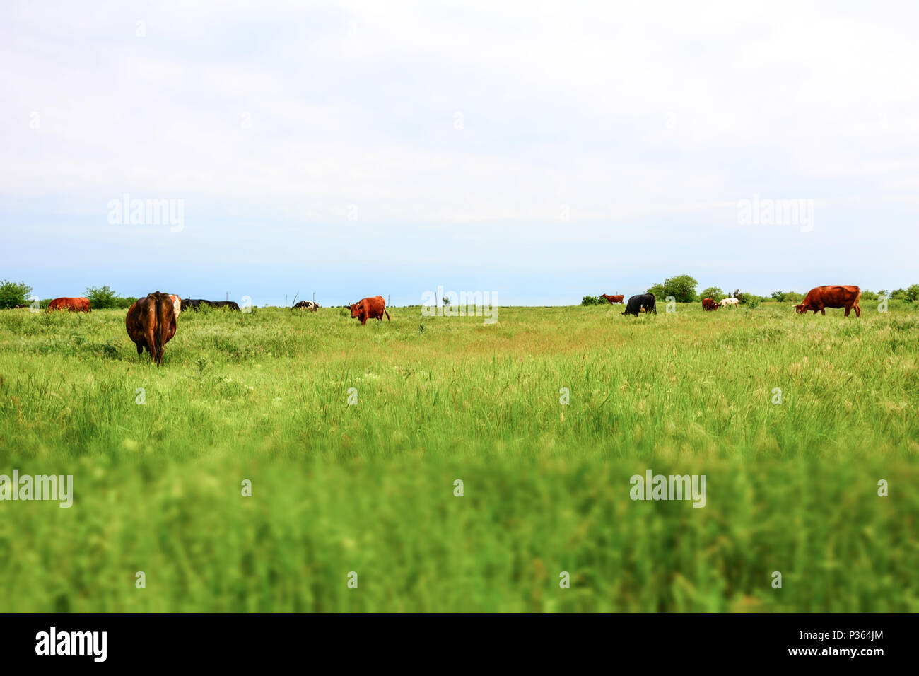 Gruppe der Kühe auf einer Wiese, Tilt Shift Foto Stockfoto