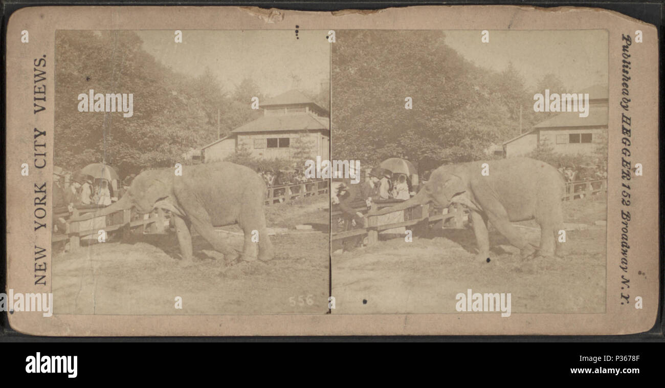 . Central Park, [Elefant]. Alternative Titel: New York Blick auf die Stadt. Abdeckung: [1865?-1901?]. Digitale Element veröffentlicht 4-12 2006; Aktualisiert im 6-25 2010. 59 Central Park, (Elefant), von Robert N. Dennis Sammlung von stereoskopische Ansichten Stockfoto