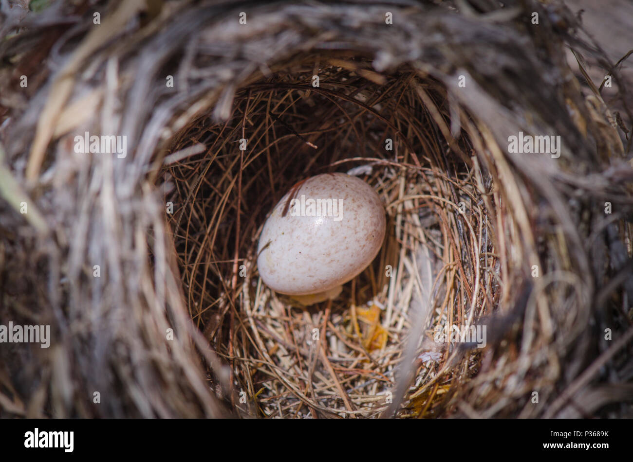 Nest mit einem Ei. Sardische warbler, Sylvia Melanocephala. Stockfoto