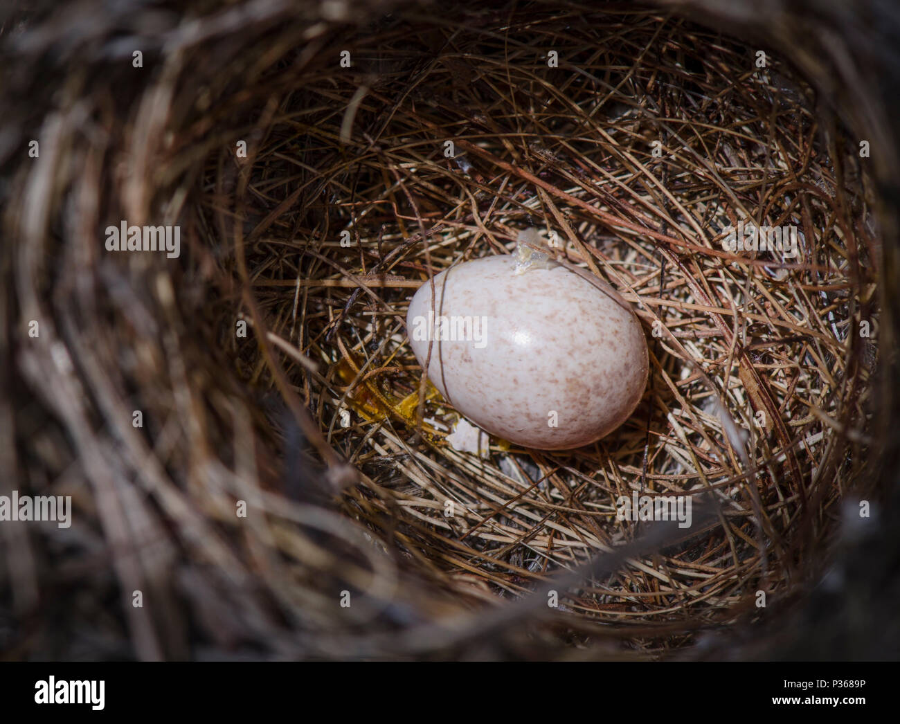 Nest mit einem Ei. Sardische warbler, Sylvia Melanocephala. Stockfoto