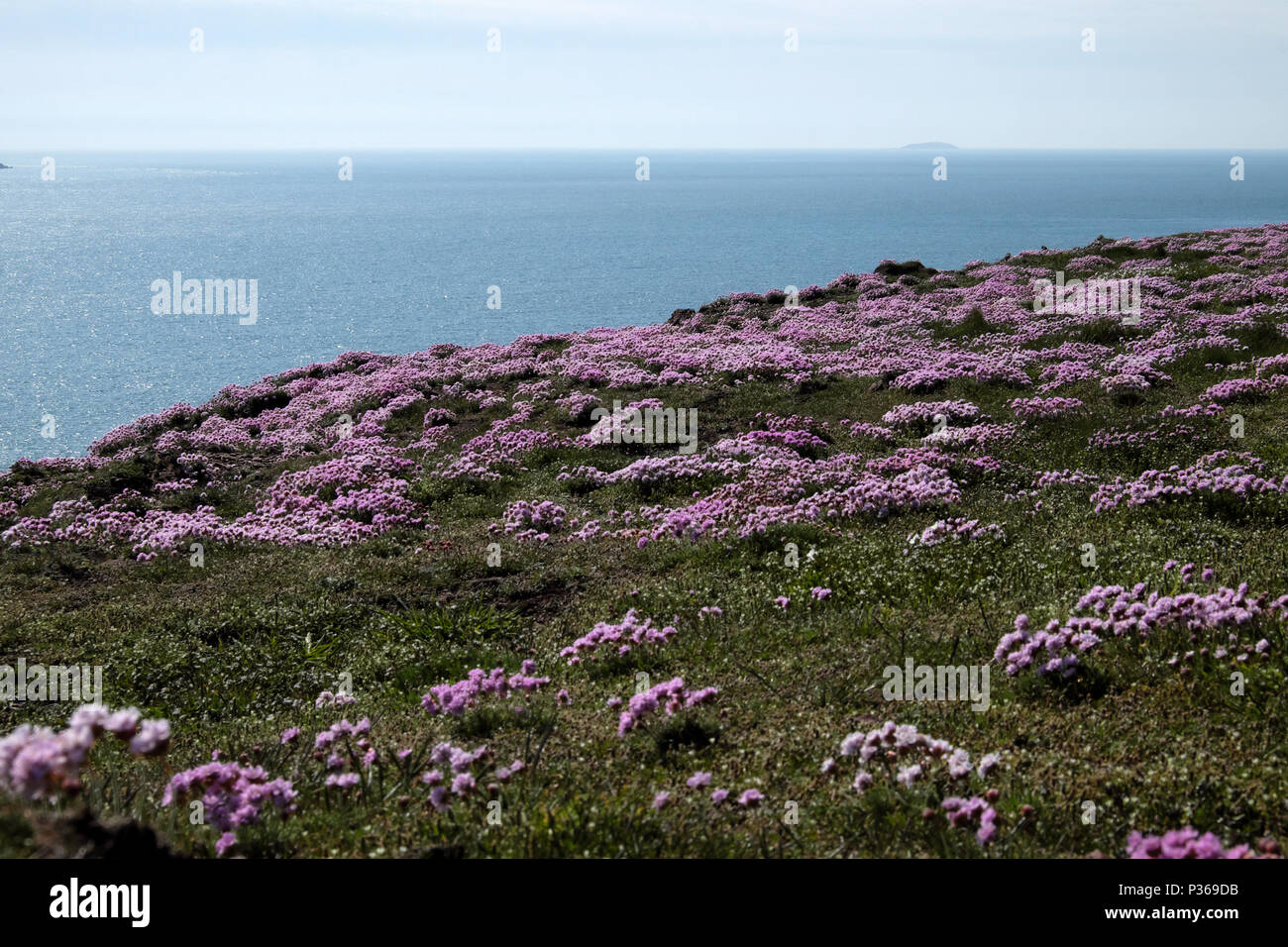 Rosa Sparsamkeit Wildblumen wachsen entlang der Pembrokeshire Coast Path und Blick auf das Meer von den Klippen von Marloes Sands im Frühjahr West Wales UK KATHY DEWITT Stockfoto