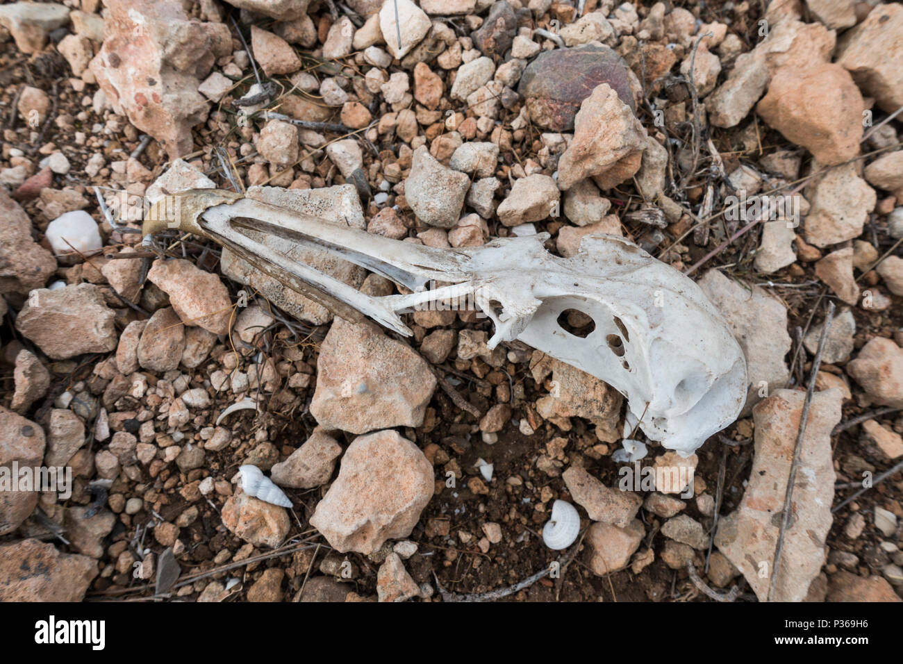 Skelett, Schädel von einer Möwe am Strand, Spanien. Stockfoto