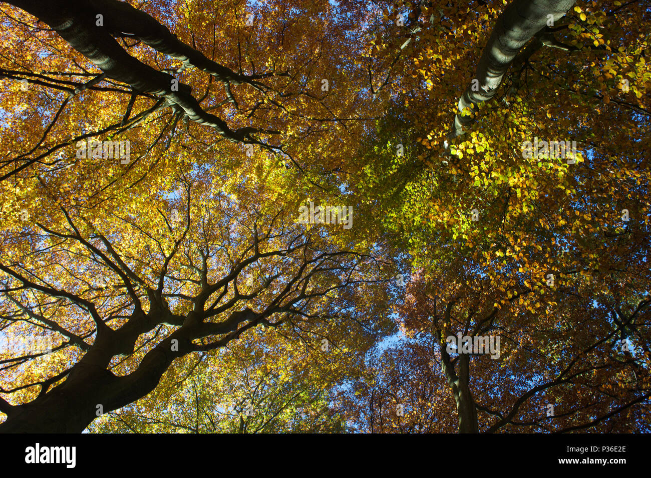 Herbst Herbst Bäume im Wald Wechsel der Jahreszeiten Stockfoto