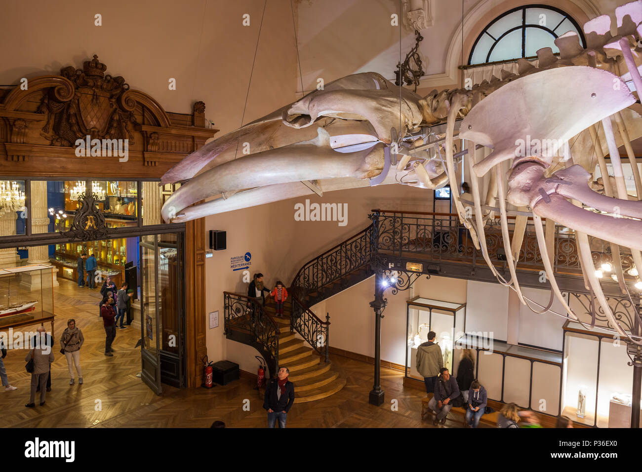 Monaco, Ozeanographische Museum (Musee oceanographique) Innenraum, Wal Zimmer Stockfoto