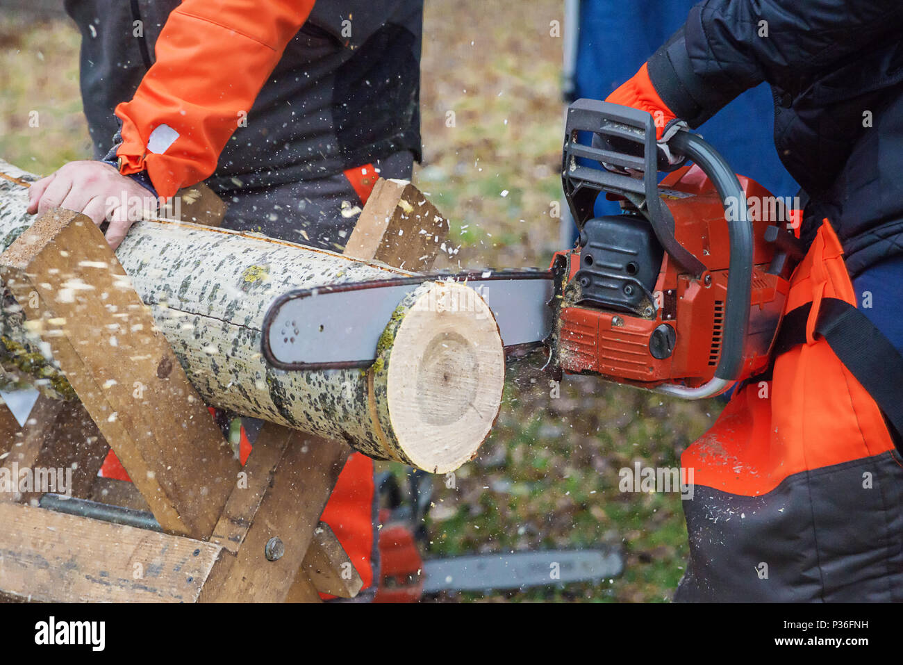 Gefährliche Arbeiten: professionelle Holzfäller in Schutz Overalls sägt eine aus Holz anmelden, liegend auf einem Stand, mit einer Kettensäge, close-up Stockfoto