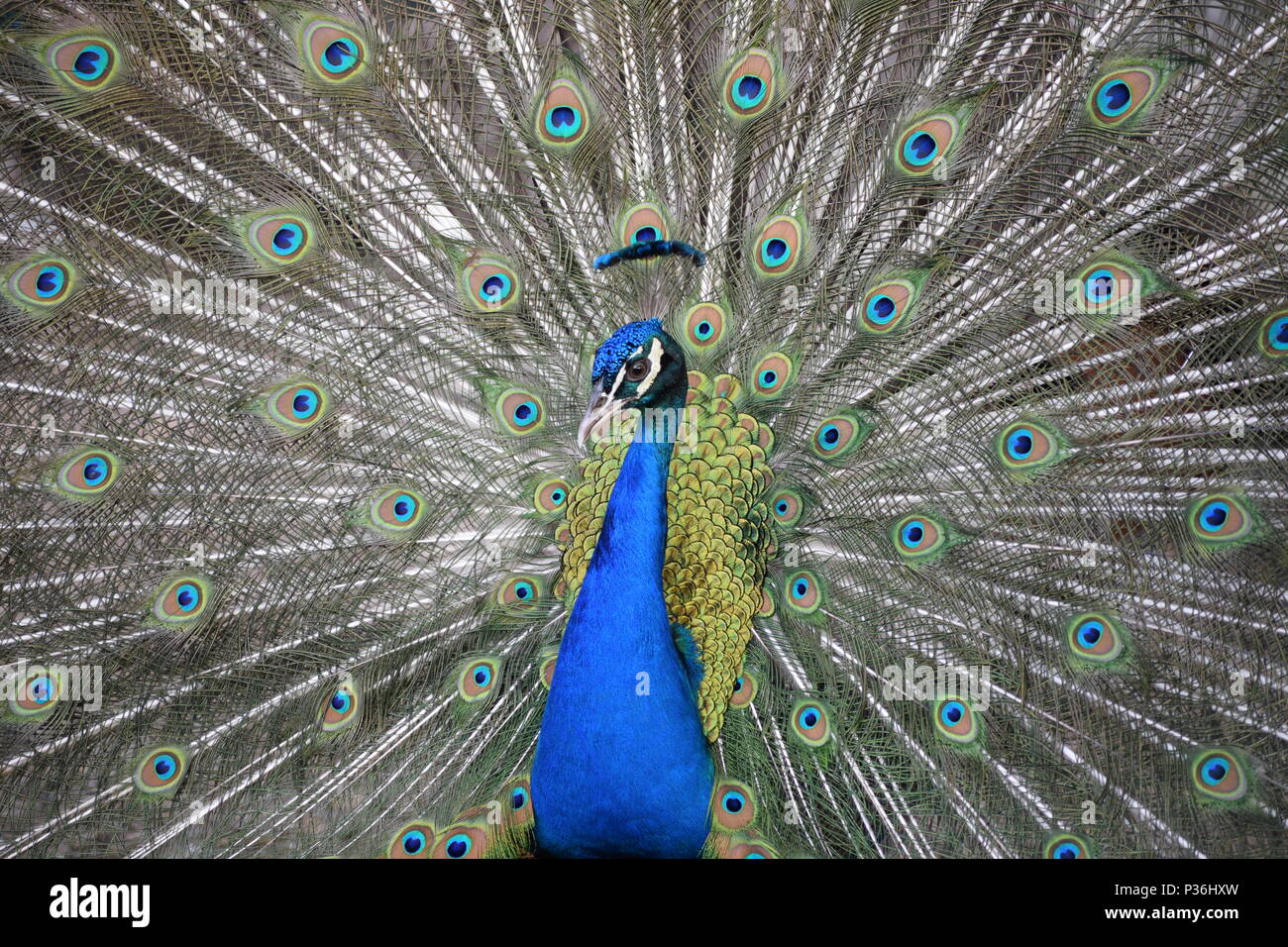 Pfau Stockfoto