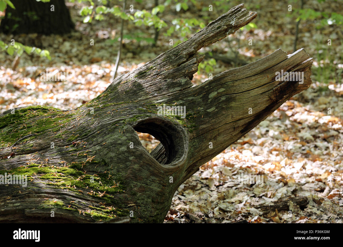 Berlin, Deutschland, Bohrung in einem morschen Baumstamm Stockfoto