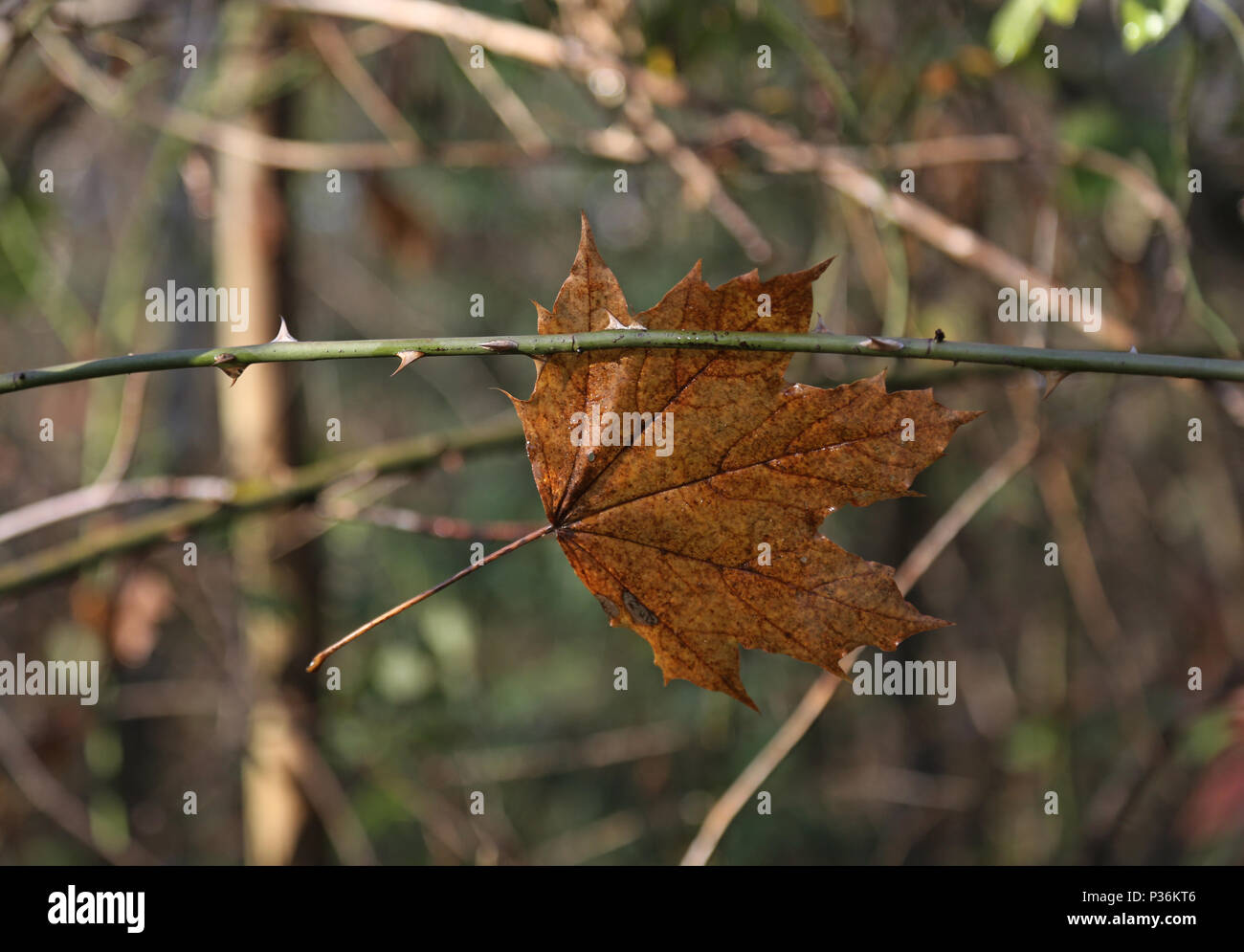 Berlin, Deutschland, verdorrte maple leaf hängt an der Wirbelsäule einer Rose branch Stockfoto