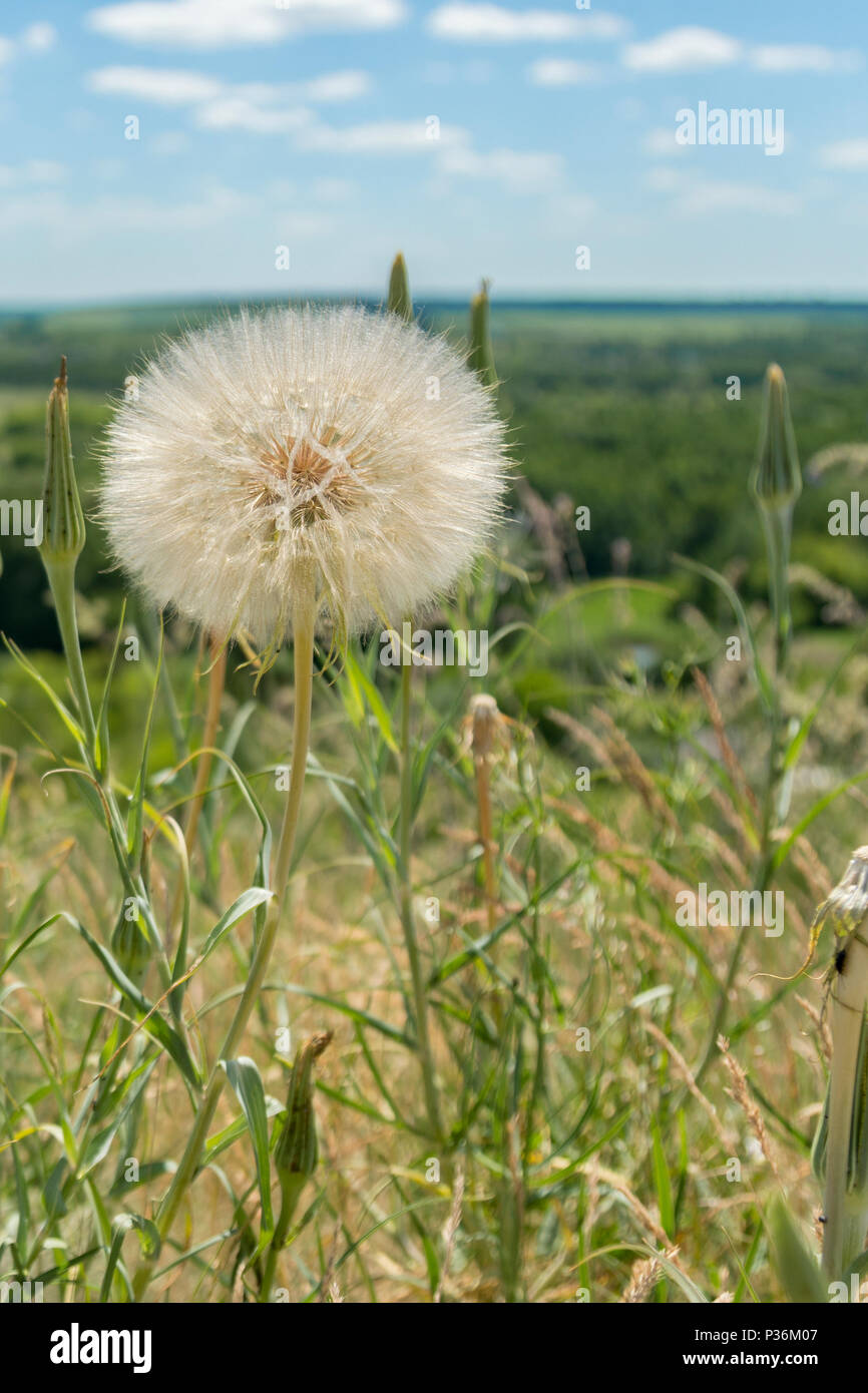 Riesige weiße Löwenzahn im Feld. Stockfoto