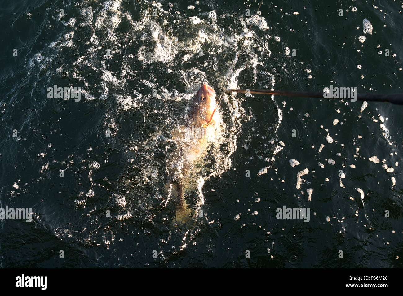Wismar, Deutschland, ein Cod hat in Tiefen gebissen - Angeln im Meer Stockfoto