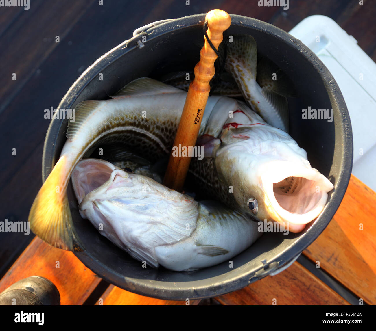 Wismar, Deutschland, frisch gefangenen Kabeljau in einen Eimer Stockfoto