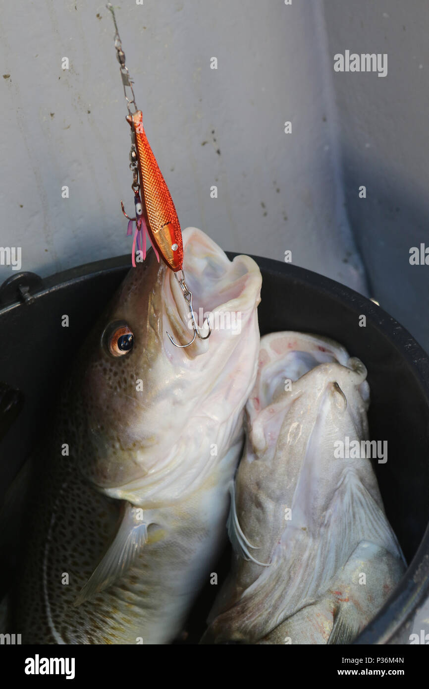 Wismar, Deutschland, ein Cod hängt am Haken beim Hochseefischen Stockfoto