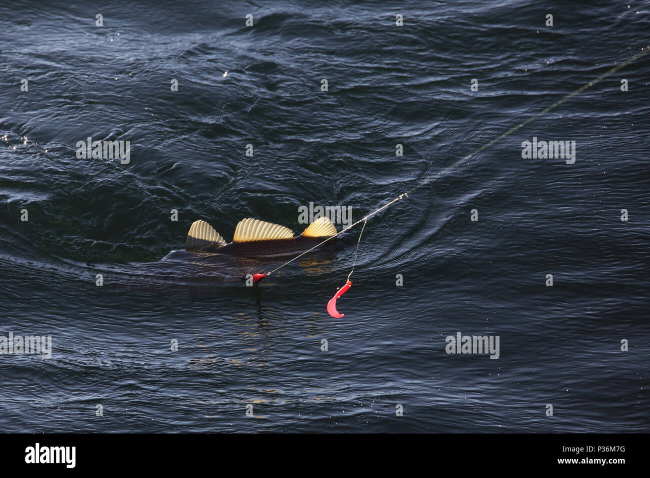 Wismar, Deutschland, ein Cod hat in Tiefen gebissen - Angeln im Meer Stockfoto