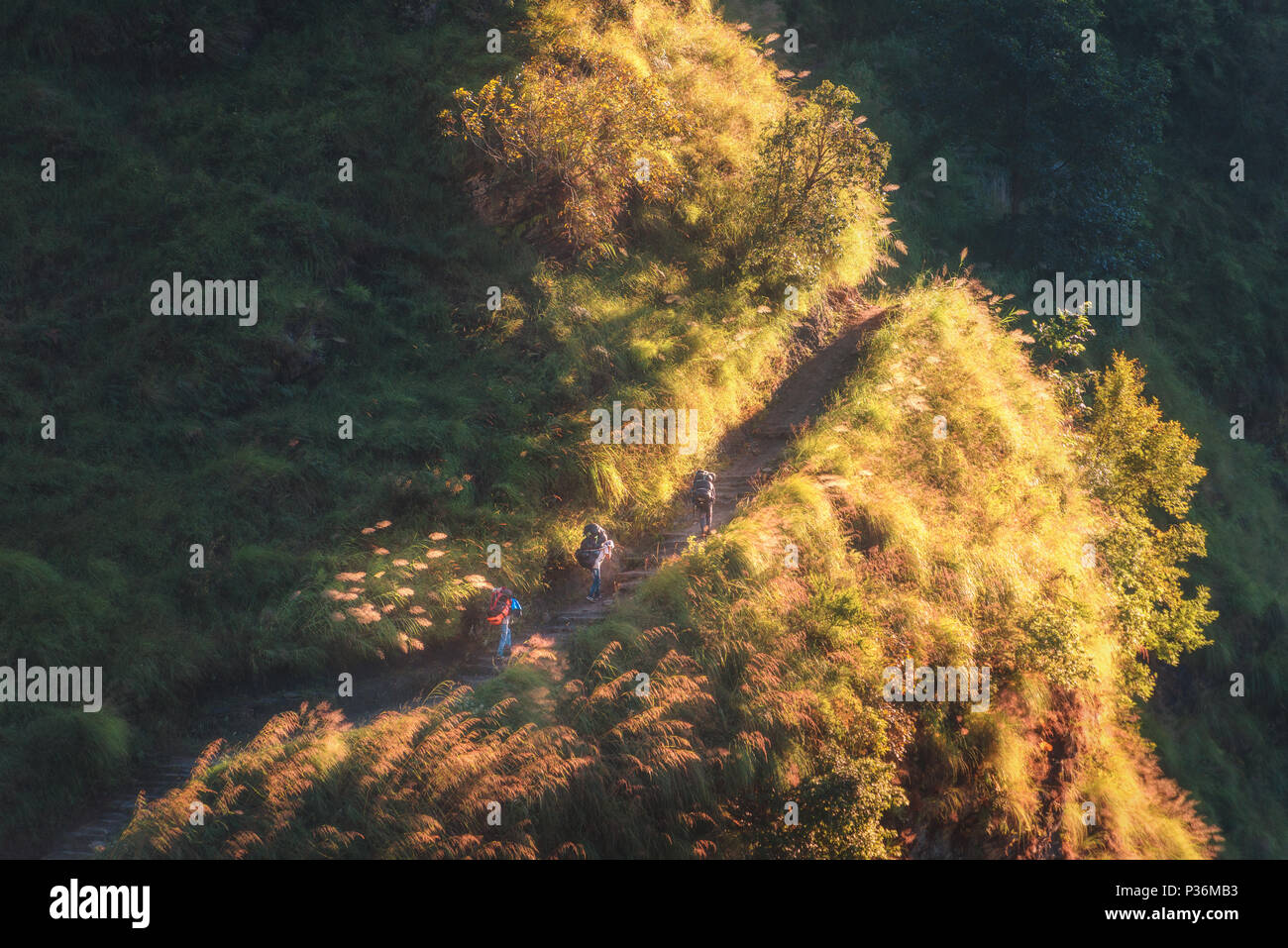 Nepalesische Männer mit Taschen zu Fuß auf den Berg mit gelben Gras und Bäume im hellen Sommerabend in Nepal. Landschaft mit Gepäckträger mit Gepäck in t Stockfoto