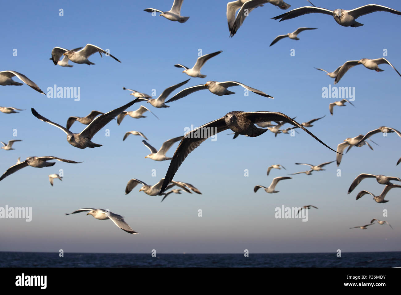 Wismar, Deutschland, Moewen im Flug über die Ostsee Stockfoto