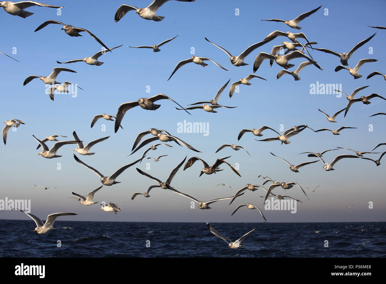 Wismar, Deutschland, Moewen im Flug über die Ostsee Stockfoto