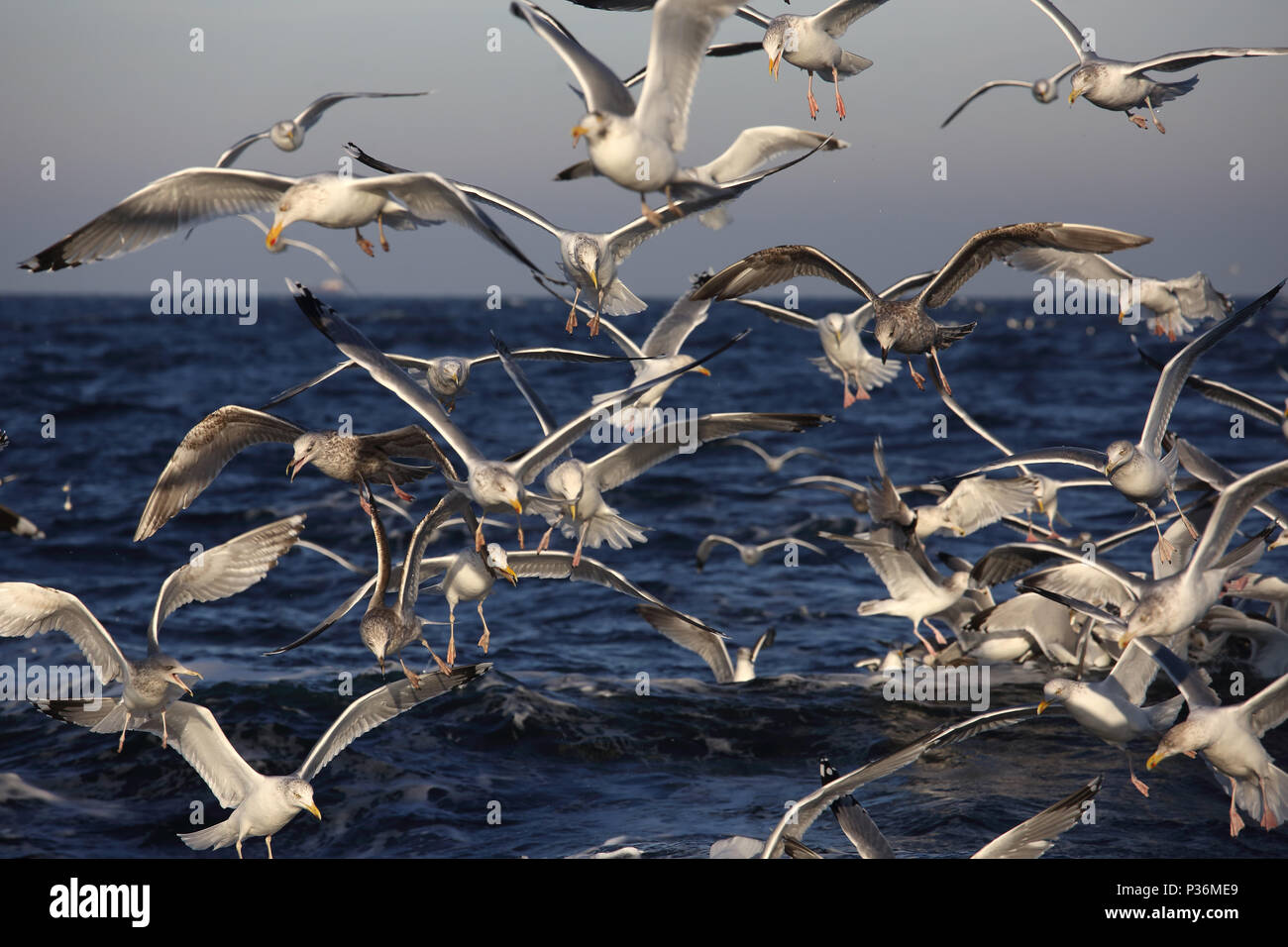 Wismar, Deutschland, Moewen im Flug über die Ostsee Stockfoto