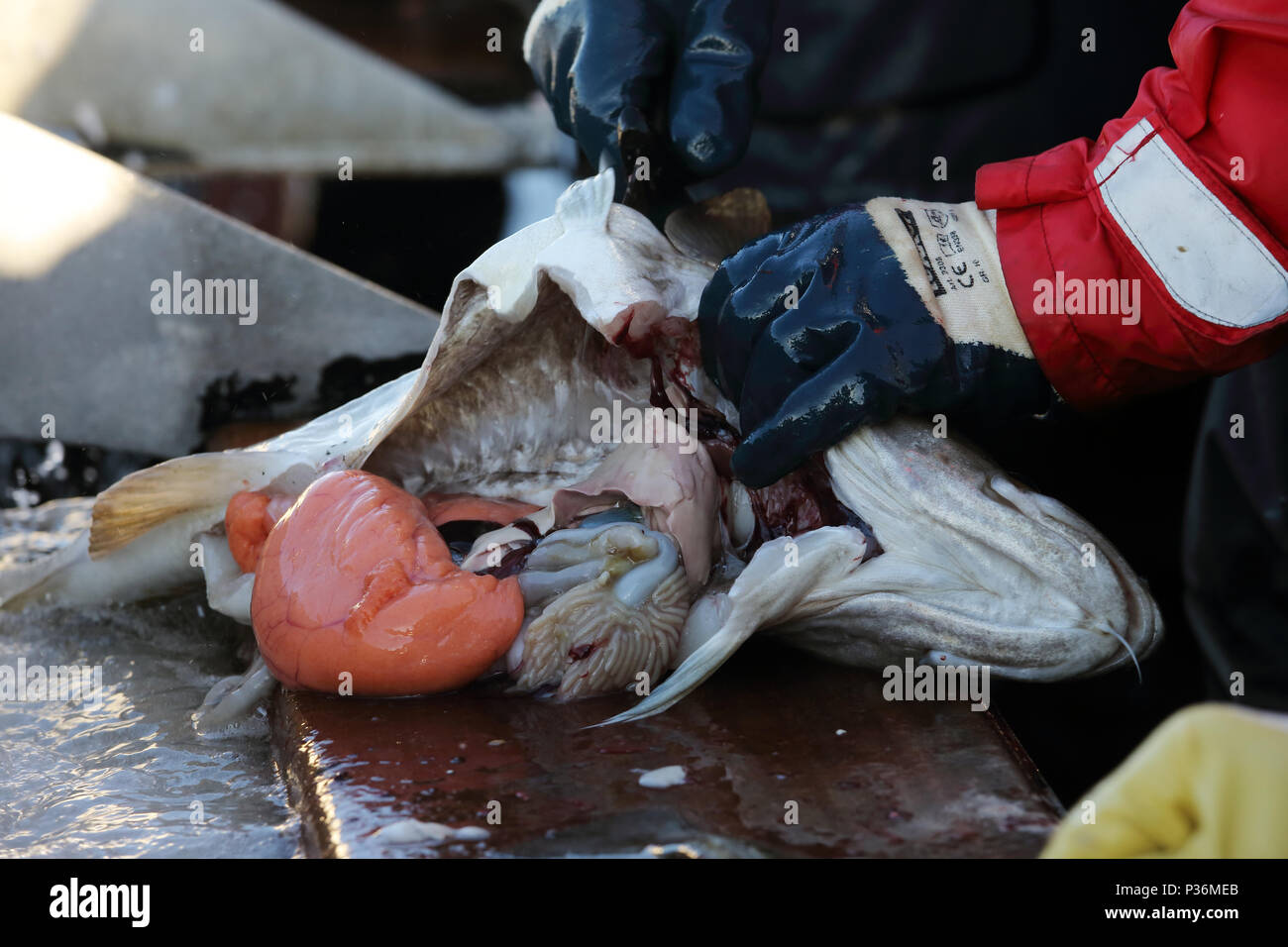 Wismar, Deutschland, frisch gefangenen Kabeljau ist ausgeschlossen Stockfoto
