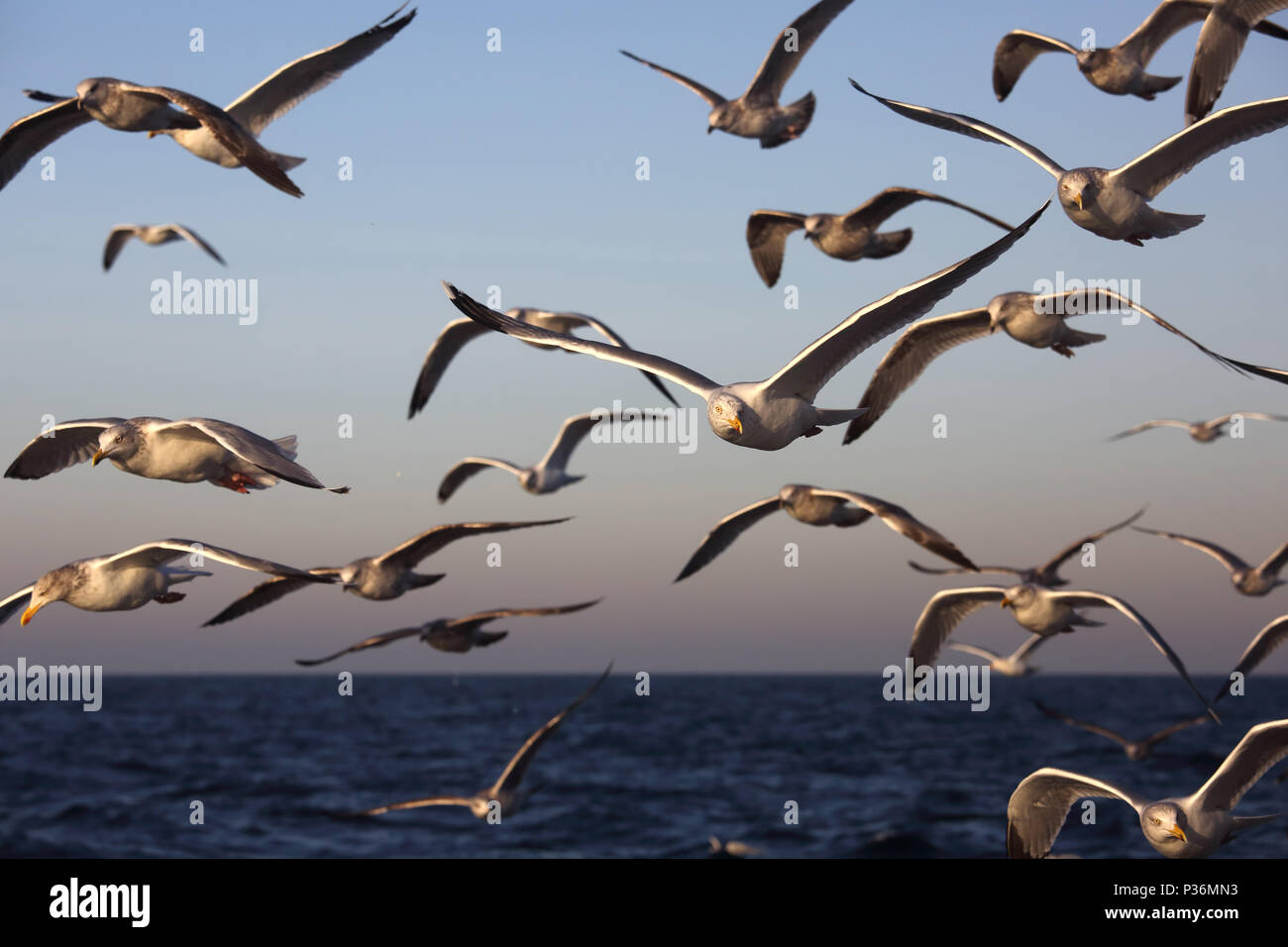 Wismar, Deutschland, Moewen im Flug über die Ostsee Stockfoto