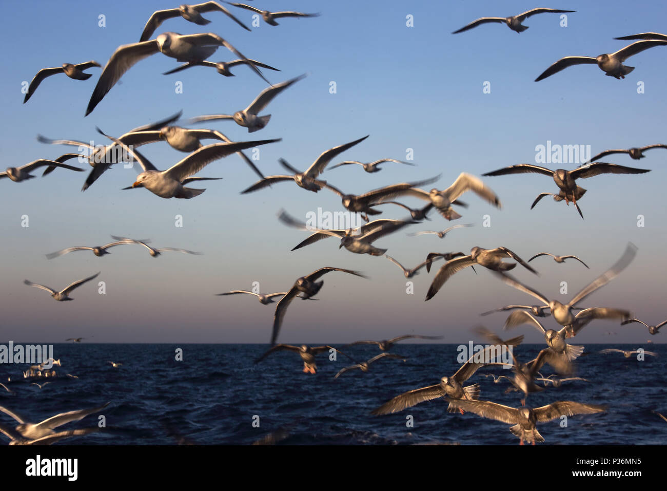 Wismar, Deutschland, Moewen im Flug über die Ostsee Stockfoto