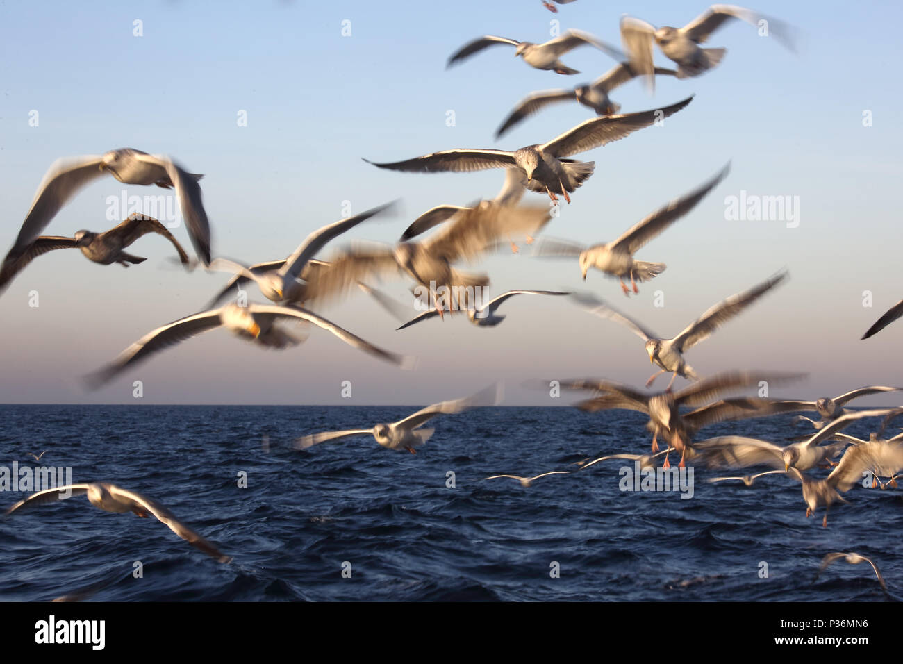 Wismar, Deutschland, Moewen im Flug über die Ostsee Stockfoto