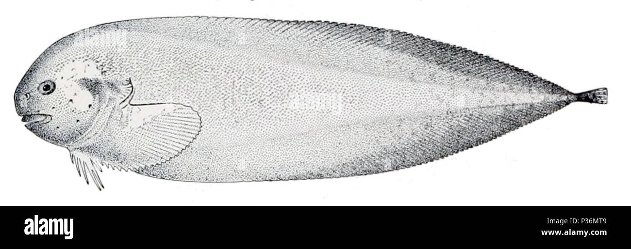 . Elassodiscus tremebundus. 1910. United States Fish Elassodiscus tremebundus Kommission 2 Stockfoto