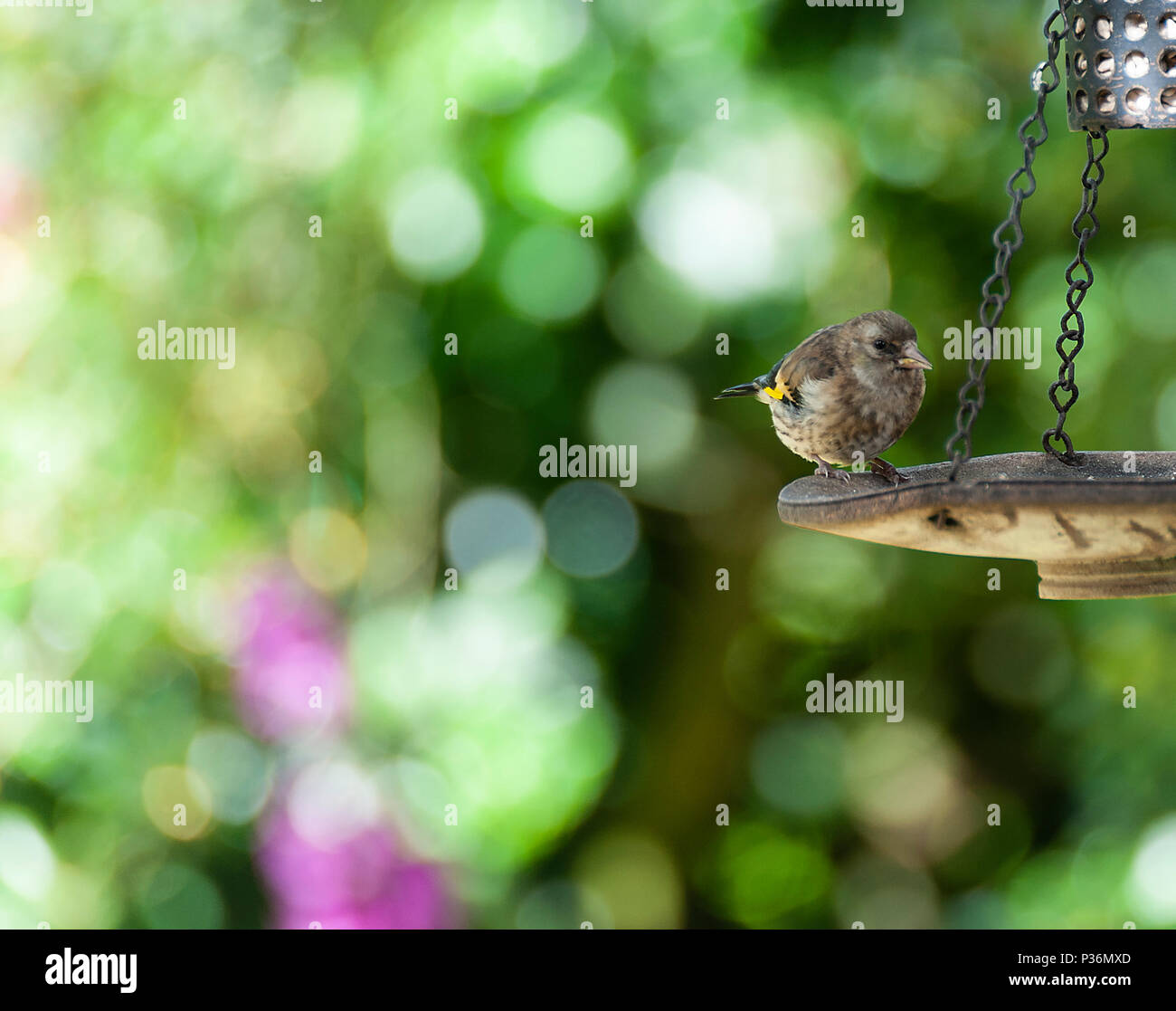 Ein Jugendlicher Goldfinch Hocken auf einem Bird Feeder hängen von einem Baum essen Sonnenblume Herz in einem Garten in Alsager Cheshire England Vereinigtes Königreich Großbritannien Stockfoto
