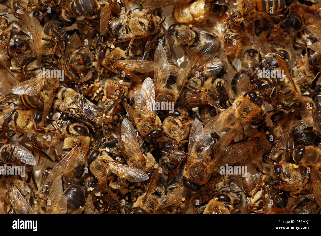 Berlin, Deutschland, toten Honigbienen nach dem harten Winter Stockfoto