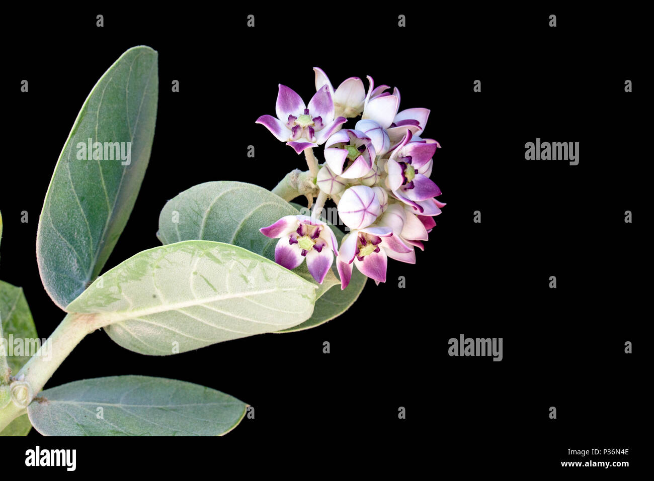 Bunte pink und lavendel Krone Blumen isoliert auf schwarzem Hintergrund Stockfoto