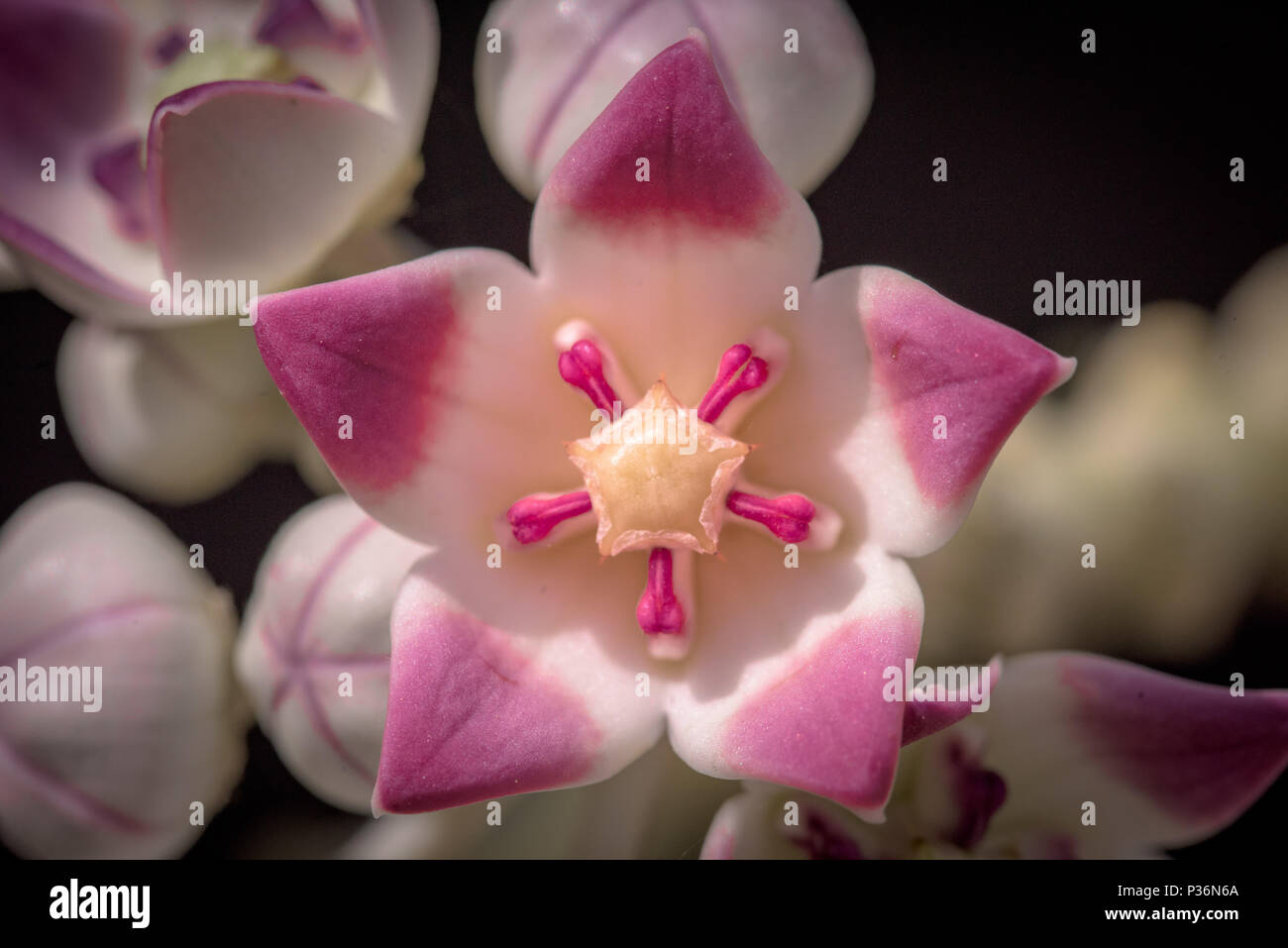 In der Nähe der bunten Pink und Lavendel Krone Blume Stockfoto