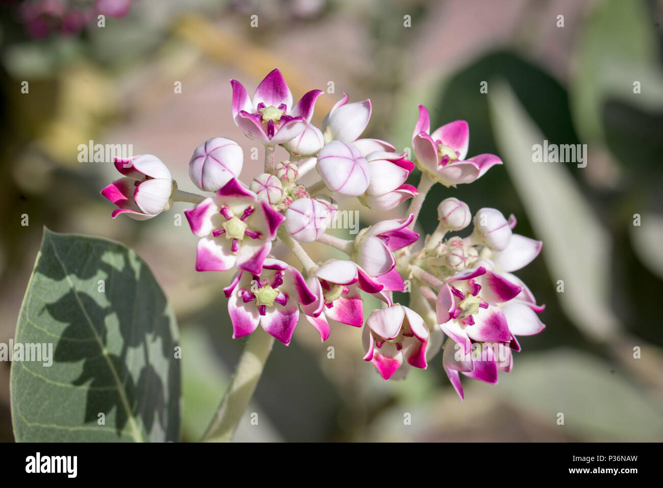 Bunte pink und lavendel Krone Blumen Stockfoto