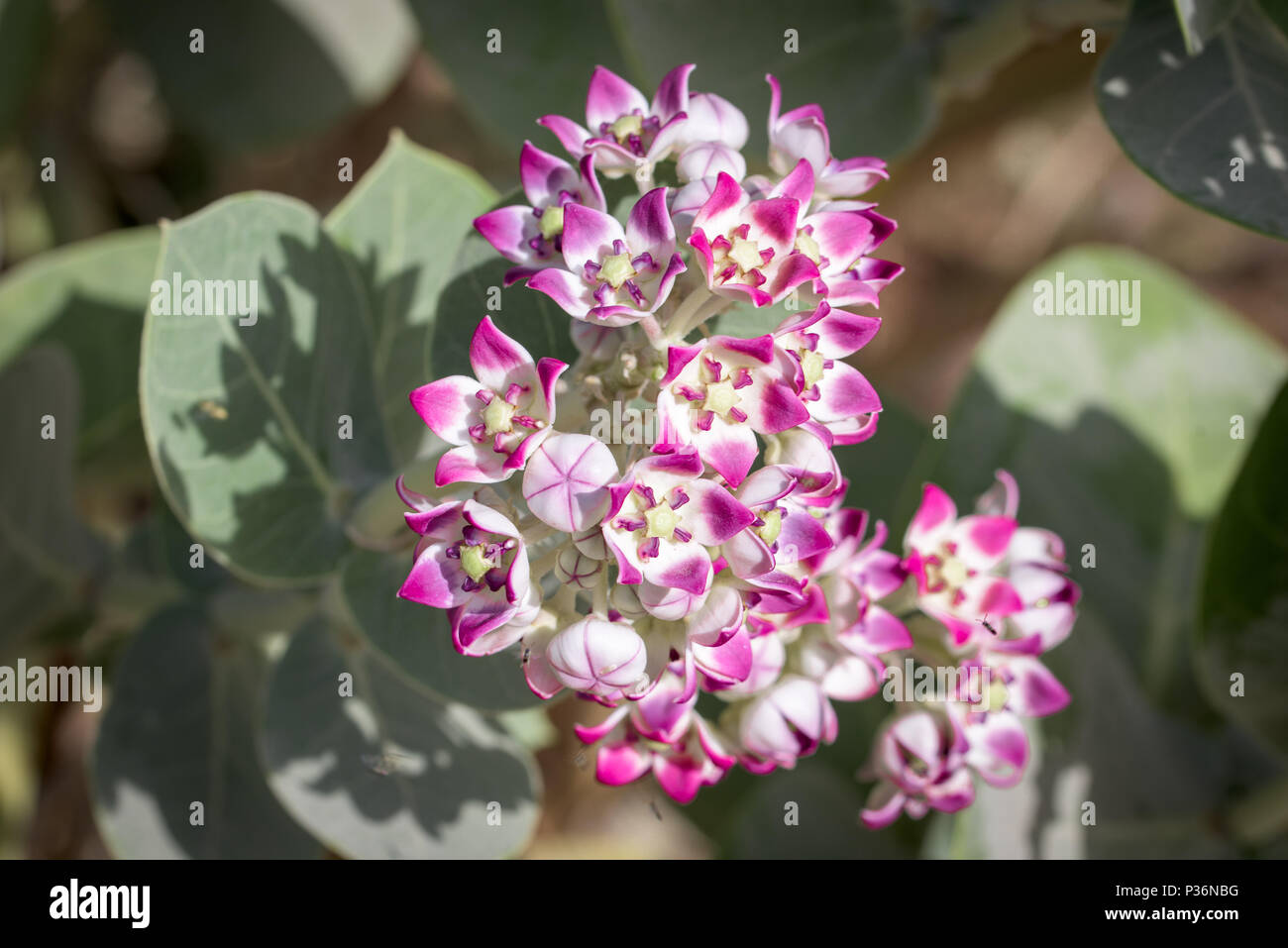 Bunte pink und lavendel Krone Blumen Stockfoto