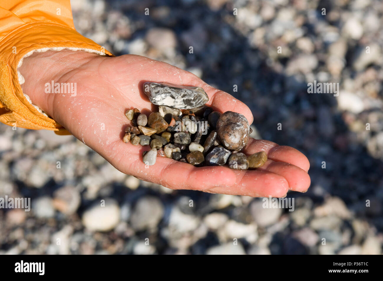 Lohme, Deutschland, Bernstein Forscher auf dem Stein Strand von Lohme Stockfoto