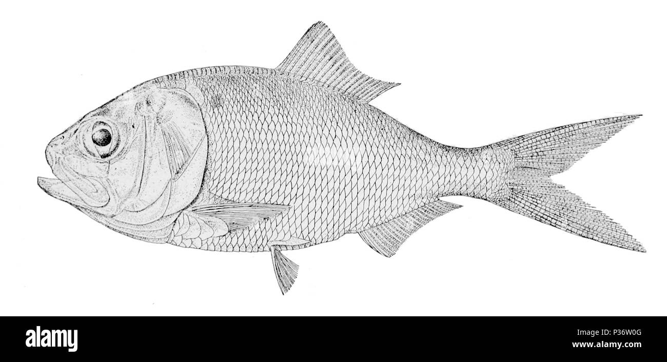 . Brevoortia Patronus. 1910. United States Fish Kommission 1 Brevoortia tyrannus 2 Stockfoto