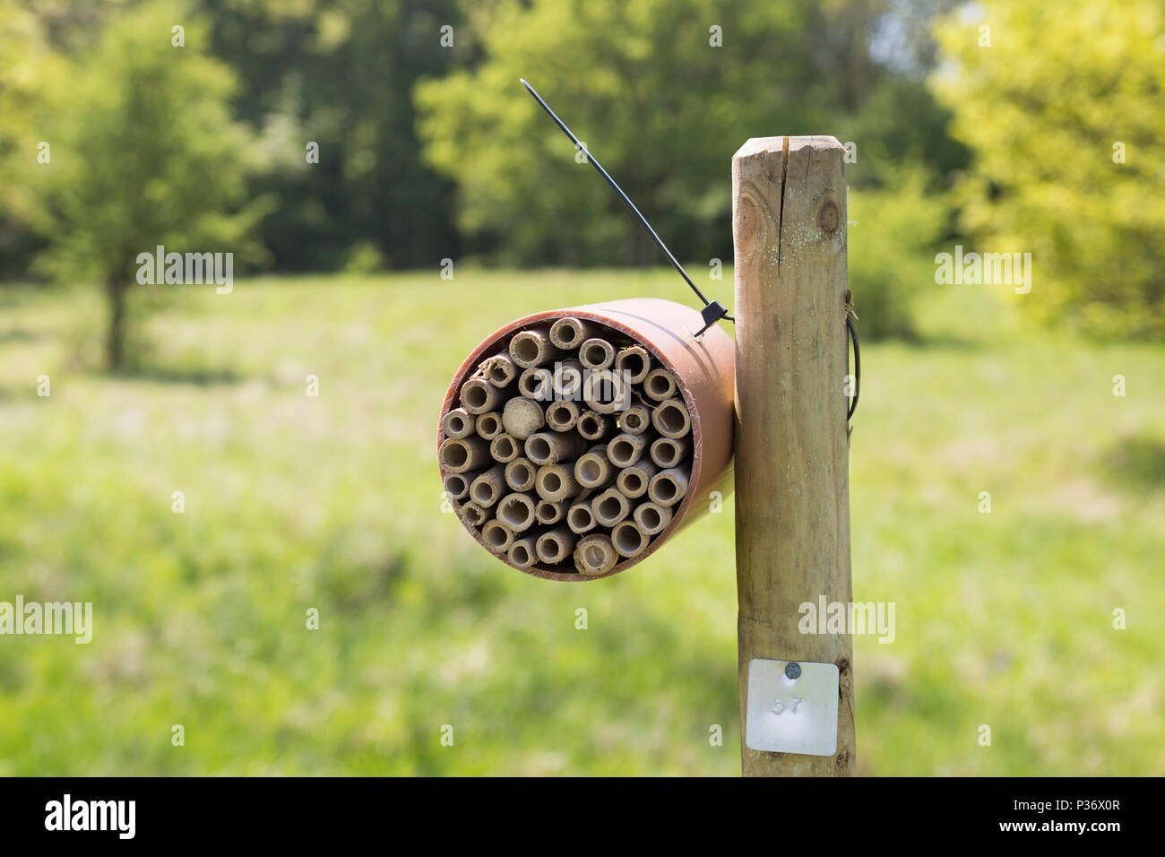 Eine Biene Biene (Hotel) in Wytham Woods, Oxfordshire, UK Stockfoto
