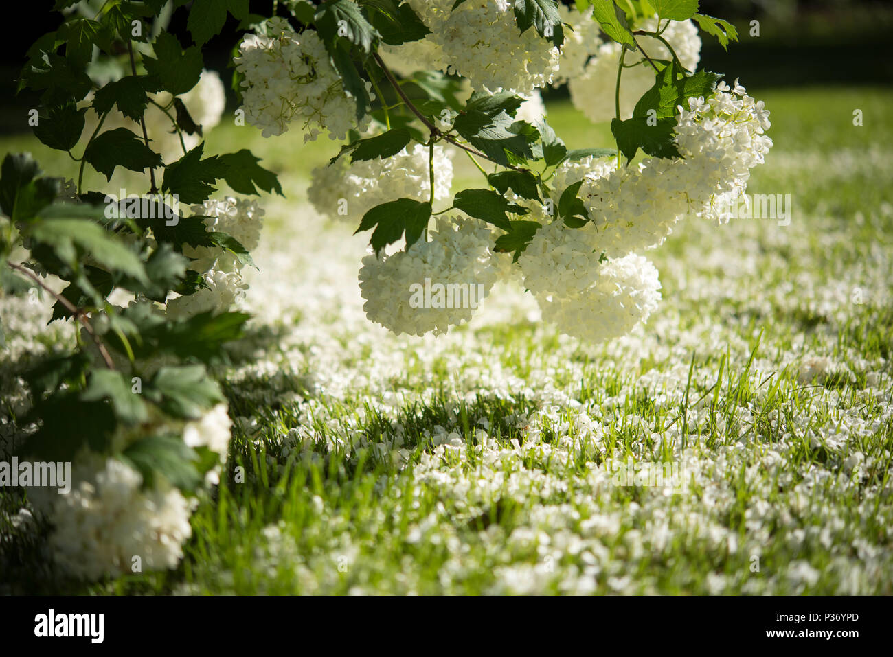 Blühende Viburnum opulus Roseum im sonnigen Nachmittag Stockfoto