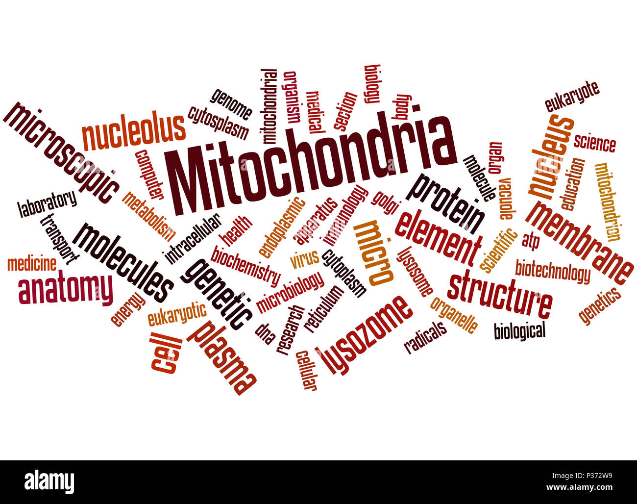 Mitochondrien, Word cloud Konzept auf weißem Hintergrund. Stockfoto