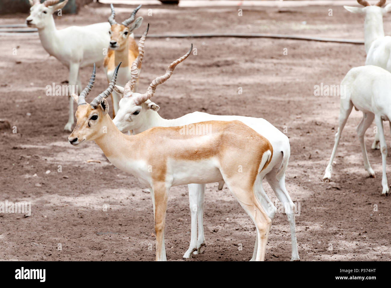 Weiß Hirschziegenantilope Antilopen Stockfoto