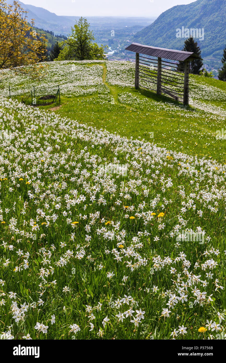 Golica ist ein Berg im westlichen Karawanks, an der Grenze zwischen Slowenien und Österreich, über die slowenische Stadt von Jesenice. Es ist hauptsächlich bekannt für seine Stockfoto